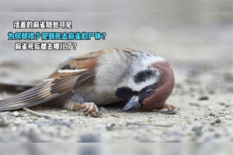 麻雀死亡前兆|麻雀的寿命很短，为何却很少见到它们的尸体？麻雀死后都去哪了…